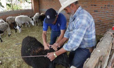 Realizan en Jesús María campaña de vacunación a ovinos con el objetivo de proteger al rebaño de enfermedades.