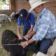 Realizan en Jesús María campaña de vacunación a ovinos con el objetivo de proteger al rebaño de enfermedades.