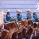 Ganan Palomas y Herencia Charra selectivo Estatal en Aguascalientes