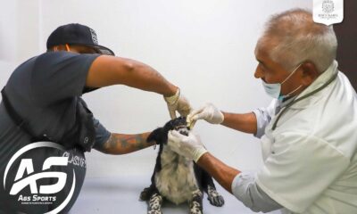 Jesús María cuenta con un consultorio veterinario que ofrece servicios a bajo costo