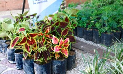 Jesús María conmemora el día Mundial del Medio Ambiente con la donación de mil plantas