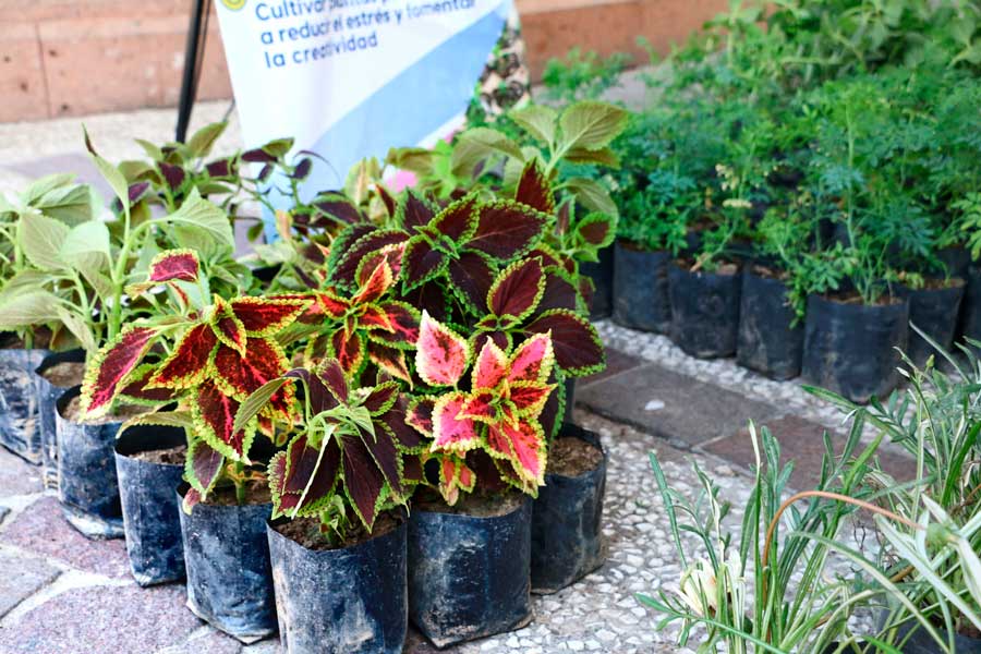 Jesús María conmemora el día Mundial del Medio Ambiente con la donación de mil plantas