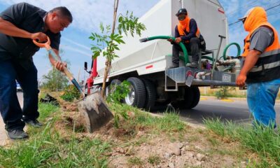 Mega reforestación en Jesús María se plantaron más de 300 ejemplares