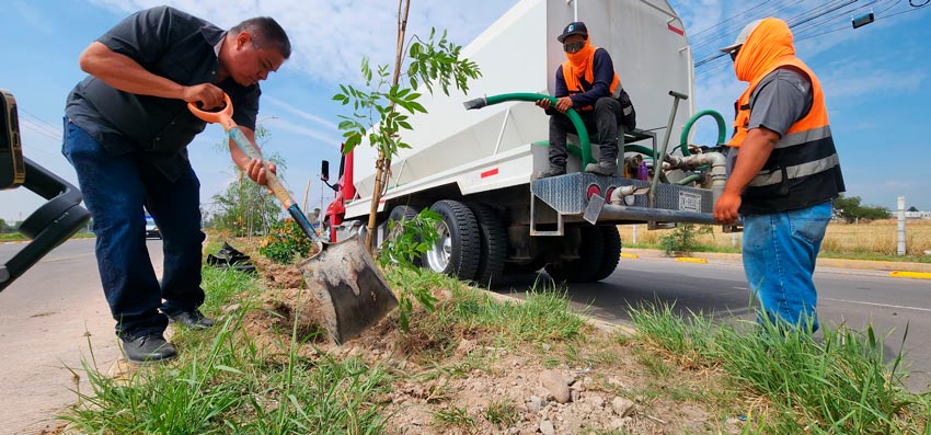 Mega reforestación en Jesús María se plantaron más de 300 ejemplares