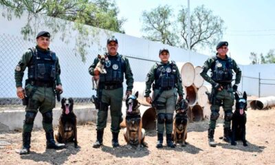 Policía Municipal da la bienvenida a nuevos integrantes caninos del grupo especial K9
