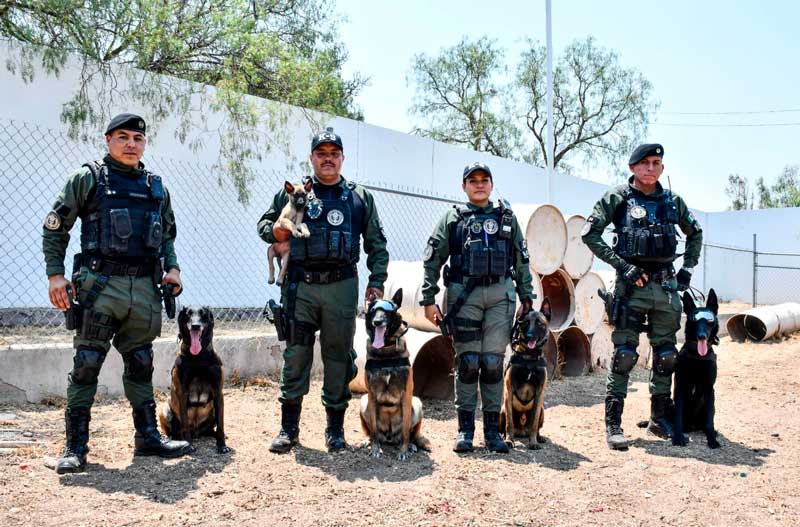 Policía Municipal da la bienvenida a nuevos integrantes caninos del grupo especial K9
