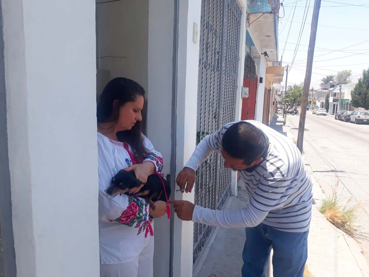 Intensifican acciones de vacunación antirrábica para caninos y felinos en las colonias