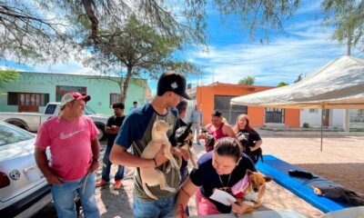 Municipio de Aguascalientes realizará esterilización gratutita para Caninos y Felinos