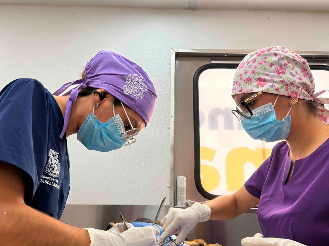 El quirófano veterinario móvil del municipio de Aguascalientes dará servicio en Viñedos del Sur y Hacienda Nueva