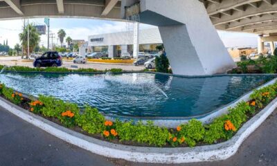 Embellece Municipio de Aguascalientes la ciudad con más de seis mil plantas de cempasúchil