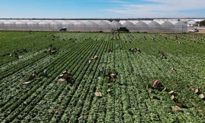 Aguascalientes se consolida como gigante en la producción de lechuga en México