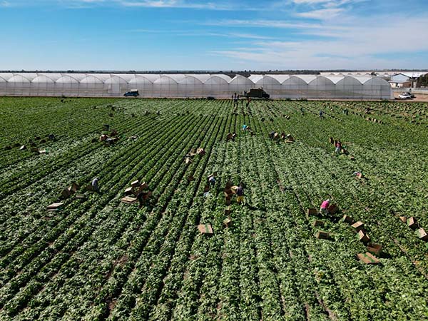 Aguascalientes se consolida como gigante en la producción de lechuga en México