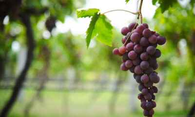 Aguascalientes será sede del 1er Congreso Internacional del Vino Mexicano 2026