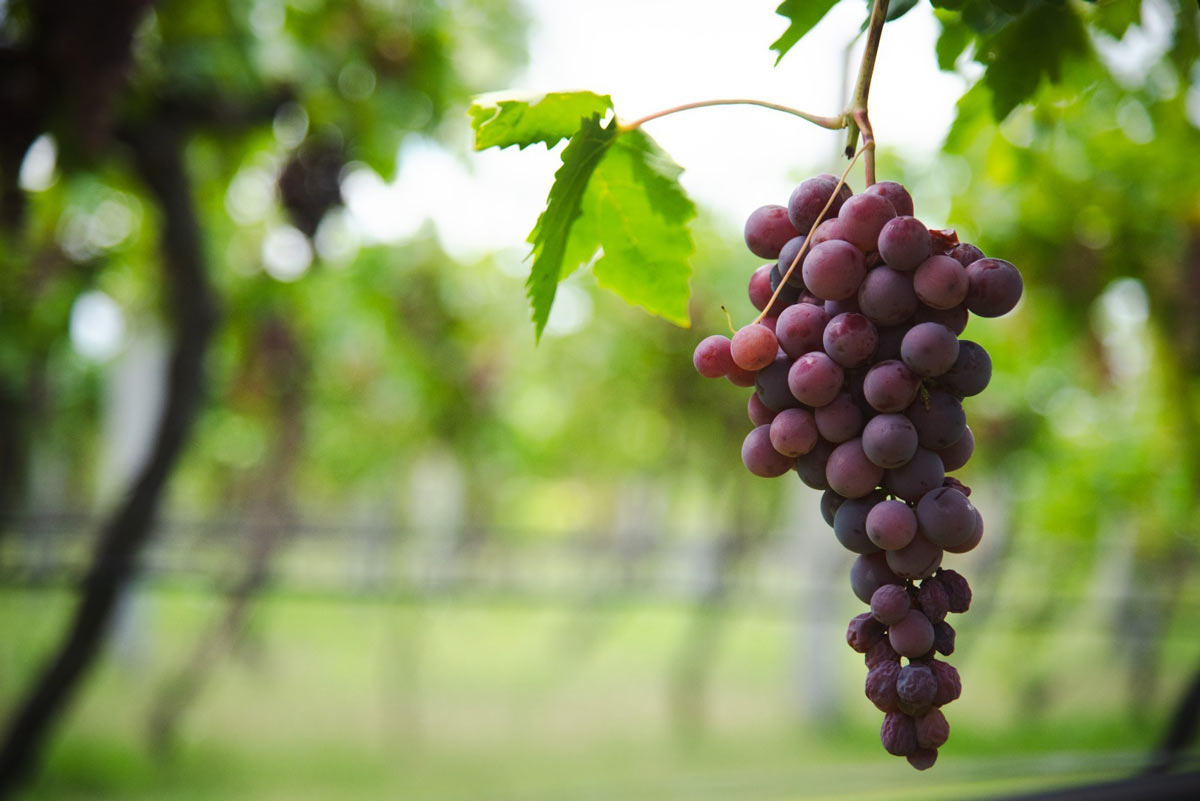 Aguascalientes será sede del 1er Congreso Internacional del Vino Mexicano 2026