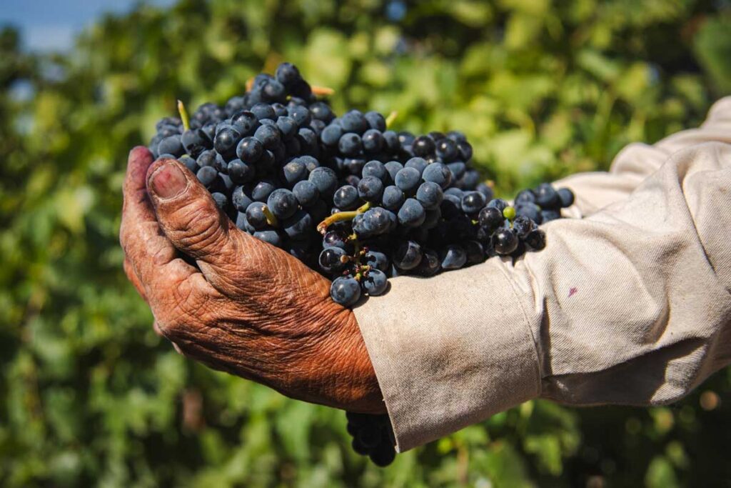 Aguascalientes será sede del 1er Congreso Internacional del Vino Mexicano 2026