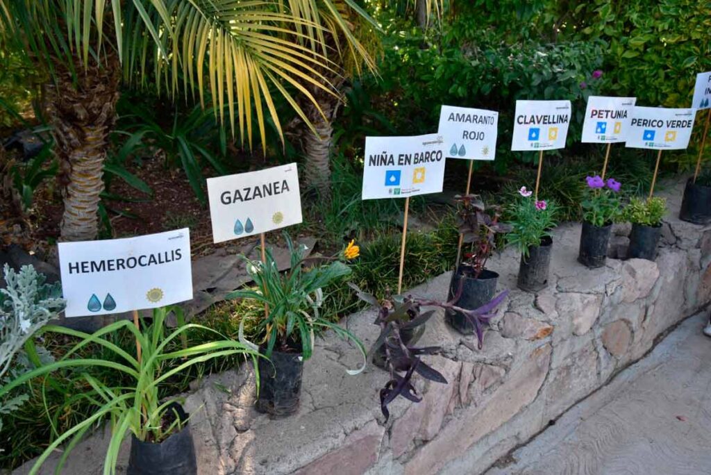 Municipio de Aguascalientes lanza campaña de donación de plantas: Cambia tu PET por vida verde