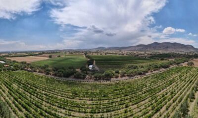 Vinos de Aguascalientes ganan medallas de oro en España