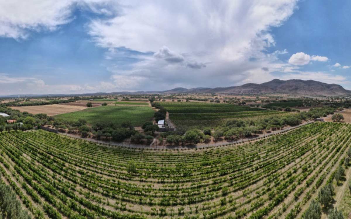 Vinos de Aguascalientes ganan medallas de oro en España